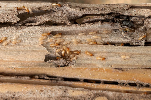 Professional Pest Control in Oaklyn, NJ