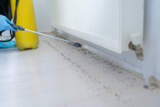 Wasp Removal Services in Oaklyn, NJ